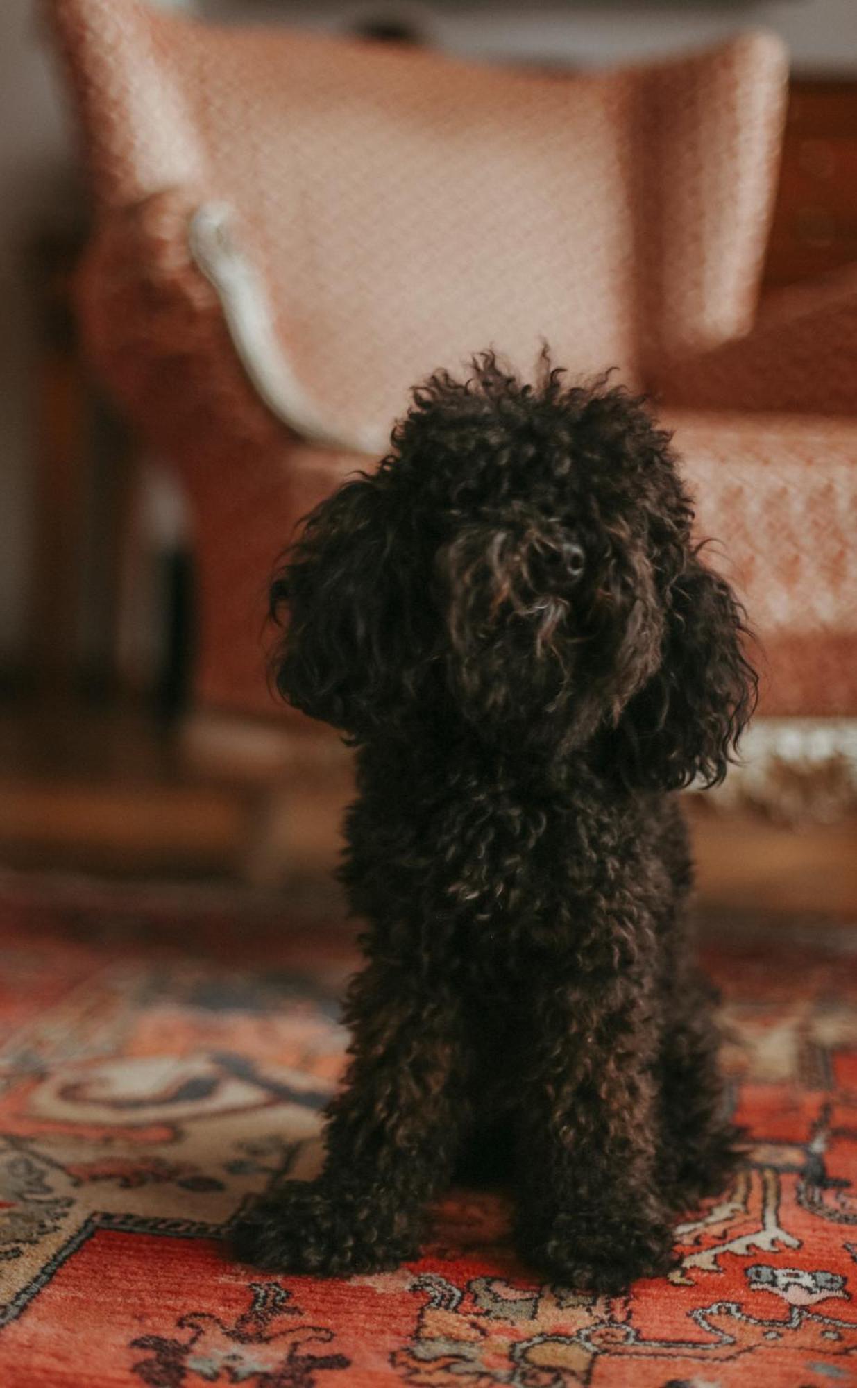 Promenade Hotel Liepaja Ngoại thất bức ảnh A black toy poodle